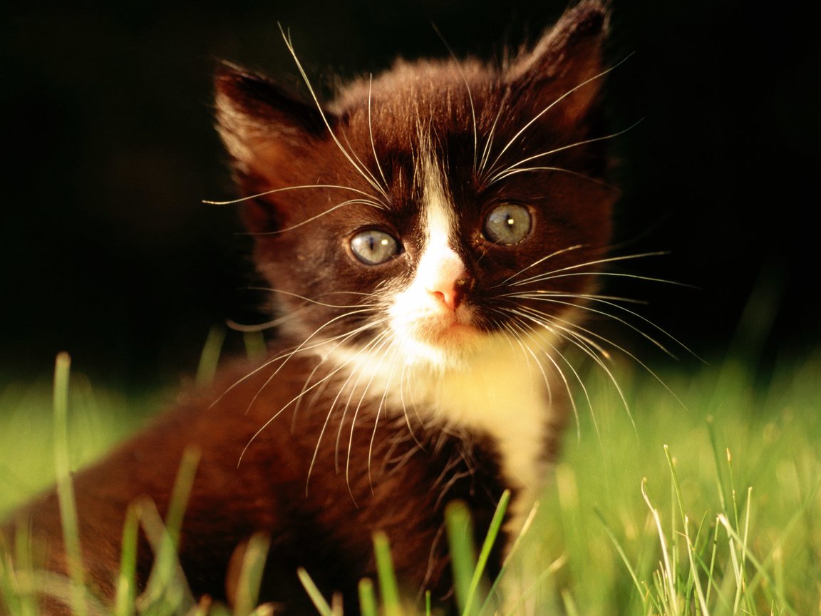 Обои трава, кошка, взгляд, котенок, grass, cat, look, kitty разрешение 1920x1200 Загрузить