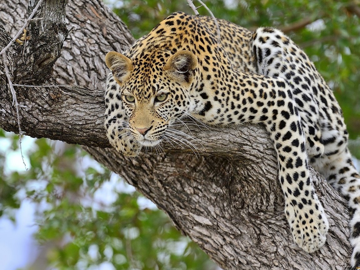 Обои дерево, леопард, хищник, большая кошка, tree, leopard, predator, big cat разрешение 2560x1734 Загрузить