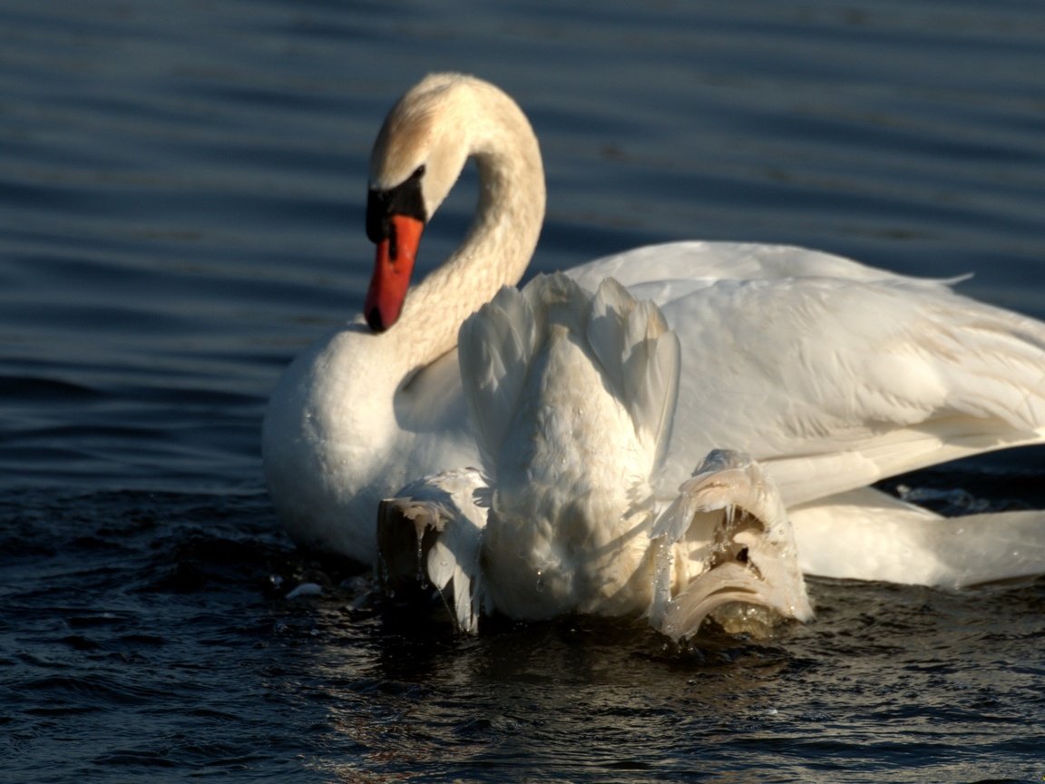 Обои вода, крылья, белый, птицы, лебедь, water, wings, white, birds, swan разрешение 2592x1725 Загрузить