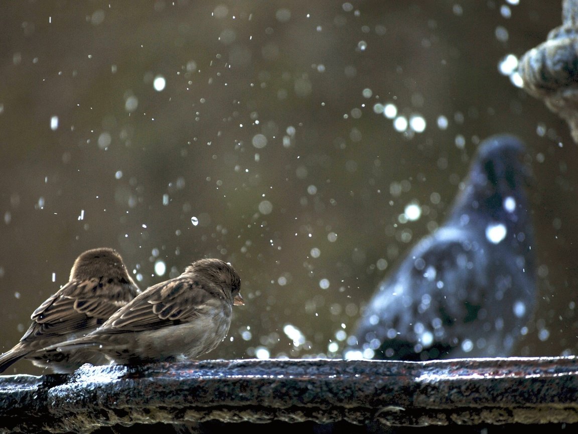 Обои фонтан, голубь, воробьи, гуля не в фокусе, fountain, dove, sparrows, ghoul is not in focus разрешение 2560x1600 Загрузить