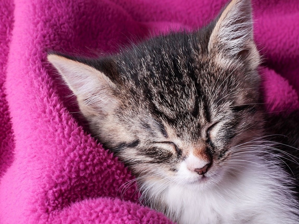 Обои котенок, спящий котенок, розовое одеяло, сладкие сны, kitty, sleeping kitten, pink blanket, sweet dreams разрешение 1920x1080 Загрузить