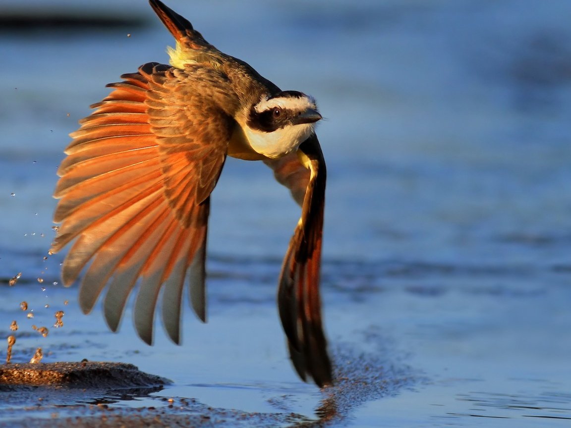 Обои вода, полет, птица, перья, перышки, light effect, птаха, water, flight, bird, feathers разрешение 1920x1080 Загрузить