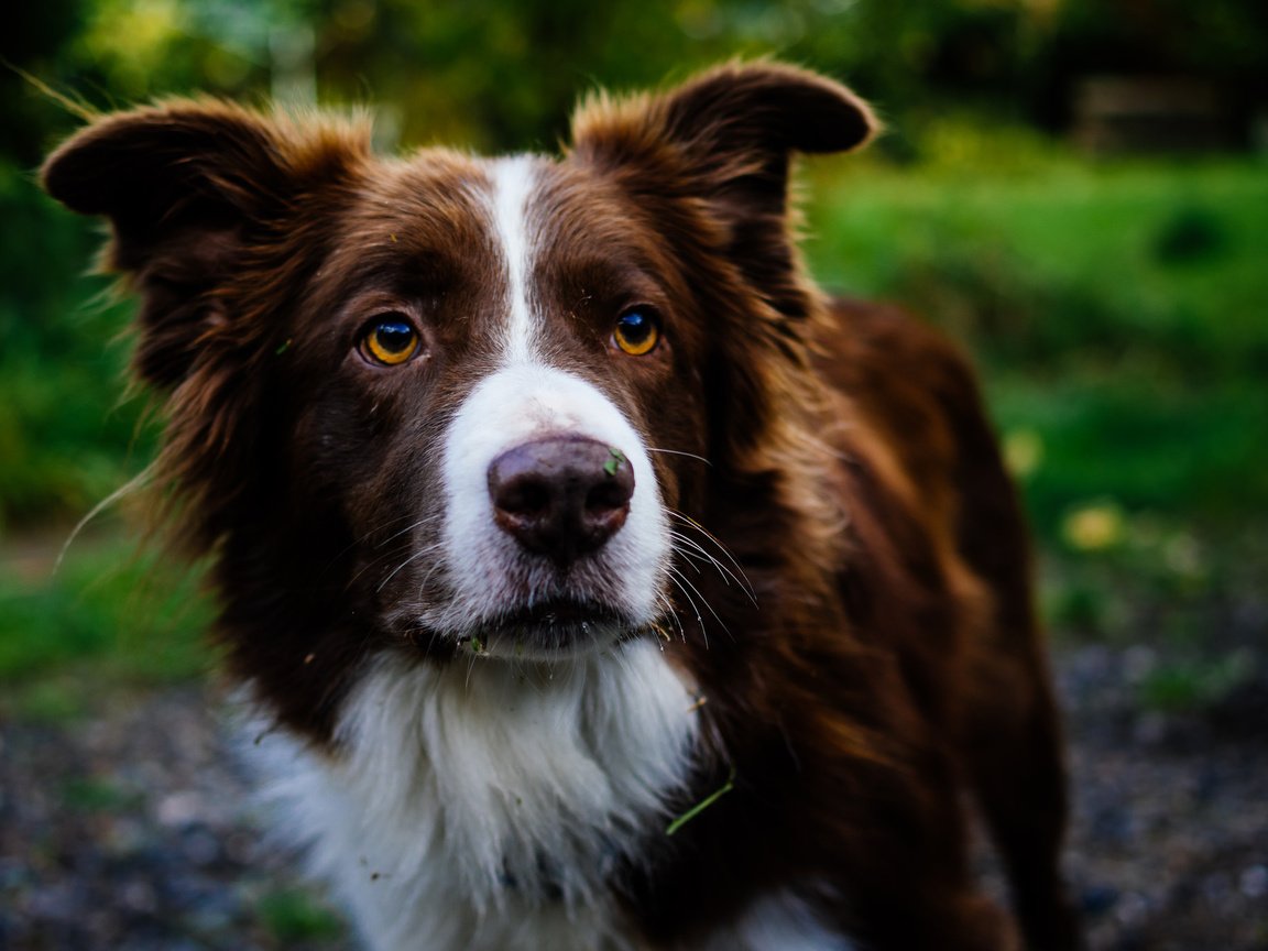 Обои взгляд, собака, друг, бордер-колли, look, dog, each, the border collie разрешение 2048x1362 Загрузить