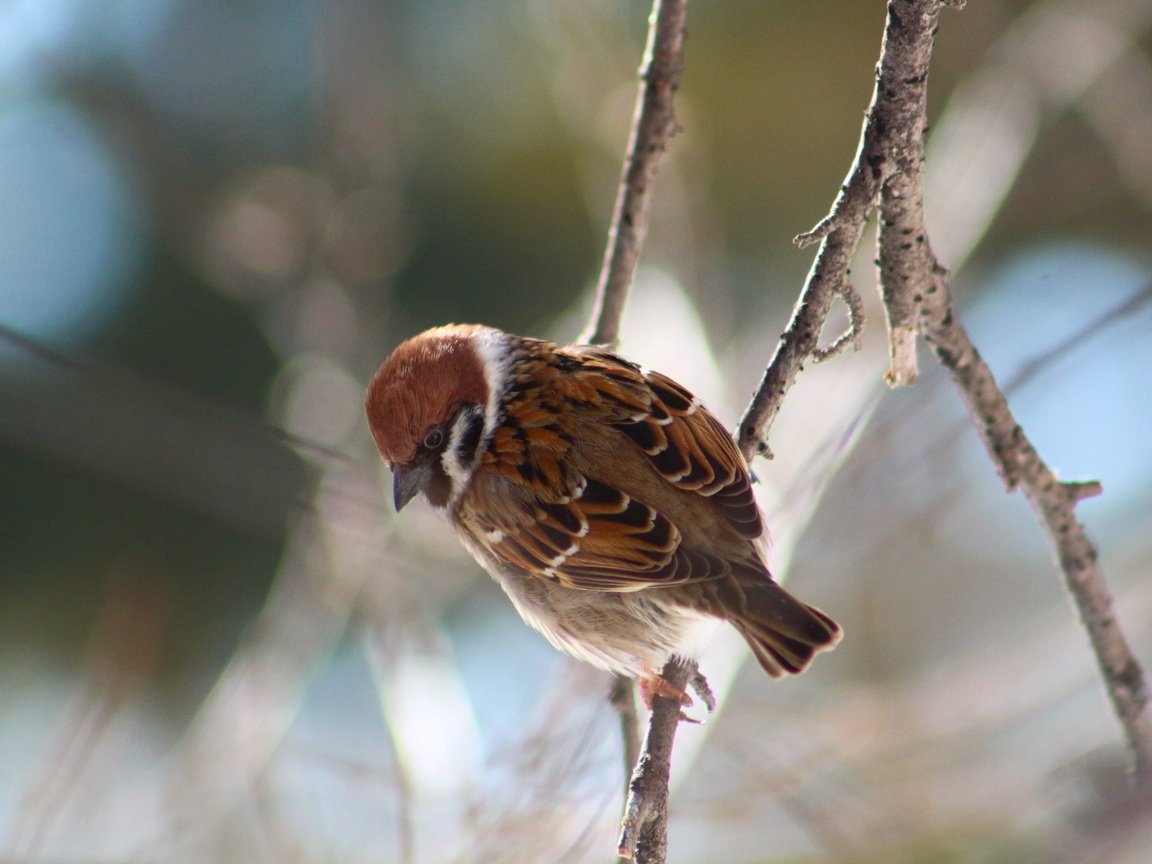 Обои лес, животные, птица, воробей, forest, animals, bird, sparrow разрешение 1920x1280 Загрузить