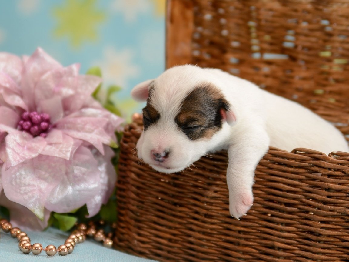 Обои цветок, щенок, корзина, кроха, flower, puppy, basket, baby разрешение 1920x1235 Загрузить