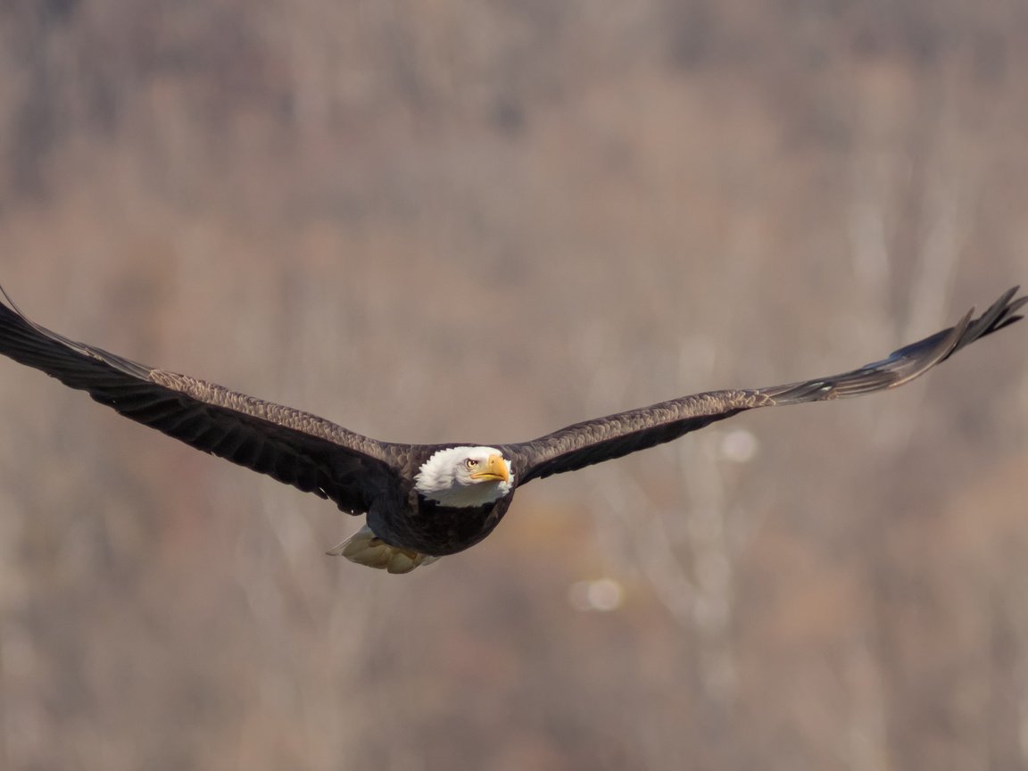 Обои полет, крылья, птица, взмах, белоголовый орлан, flight, wings, bird, stroke, bald eagle разрешение 2048x1152 Загрузить