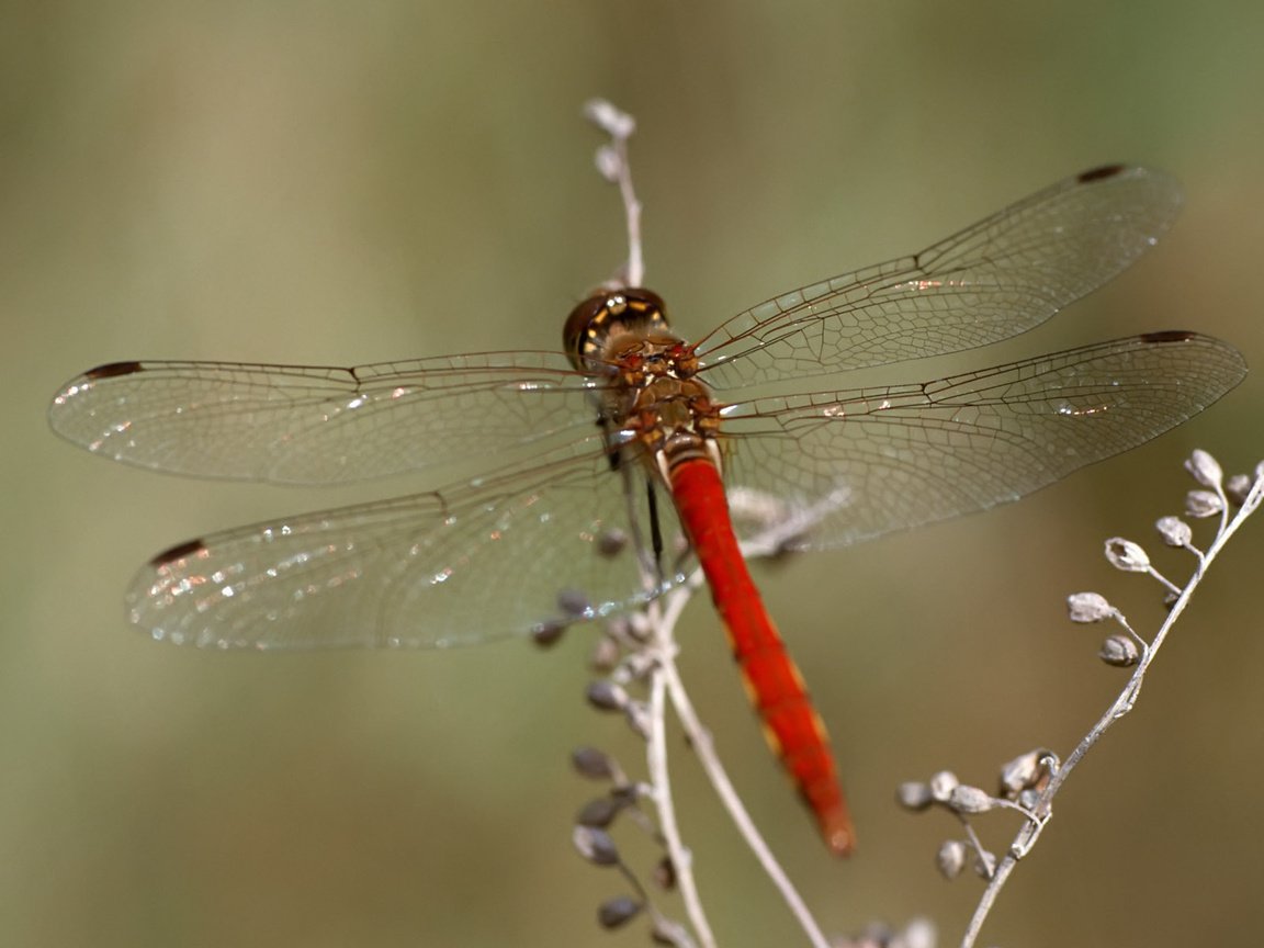 Обои макро, насекомое, стрекоза, растение, macro, insect, dragonfly, plant разрешение 1920x1200 Загрузить