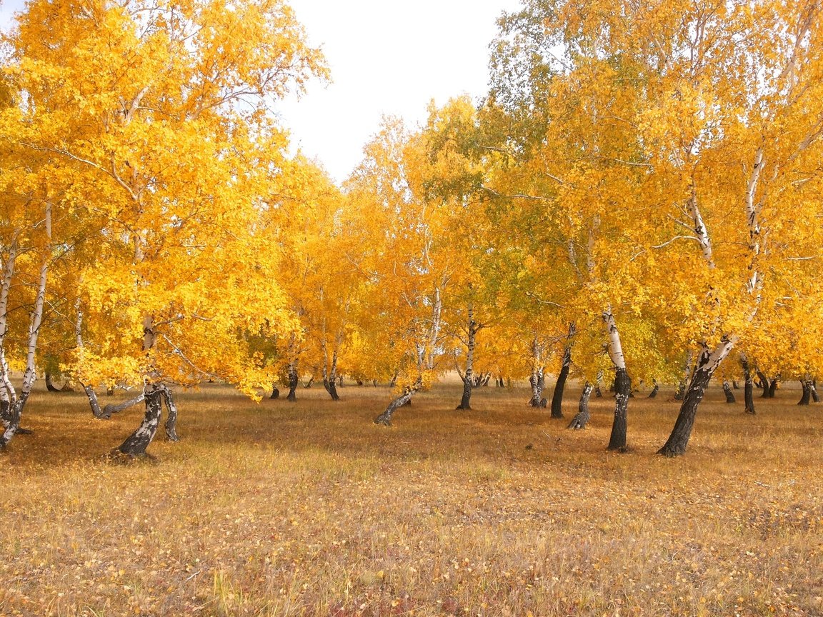 Обои деревья, природа, лес, листья, пейзаж, березы, осень, казахстан, trees, nature, forest, leaves, landscape, birch, autumn, kazakhstan разрешение 3264x2294 Загрузить