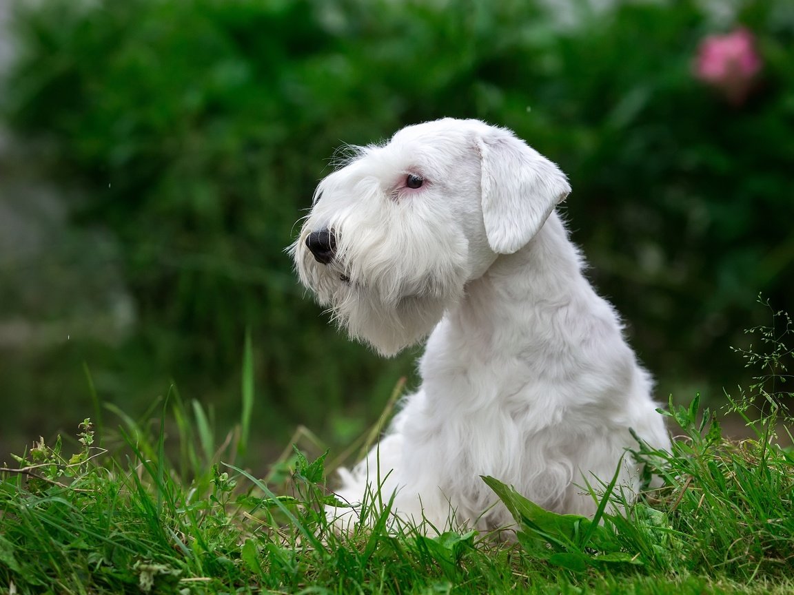 Обои трава, белый, щенок, порода, силихем-терьер, grass, white, puppy, breed, the sealyham terrier разрешение 3000x1930 Загрузить