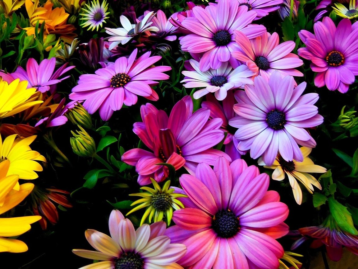 Обои цветы, природа, красочные, розовые, желтые, герберы, flowers, nature, colorful, pink, yellow, gerbera разрешение 1920x1080 Загрузить