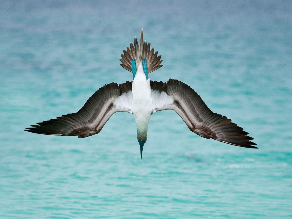 Обои море, крылья, птица, олуша, голубоногая олуша, sea, wings, bird, gannet, golovanova gannets разрешение 1920x1080 Загрузить