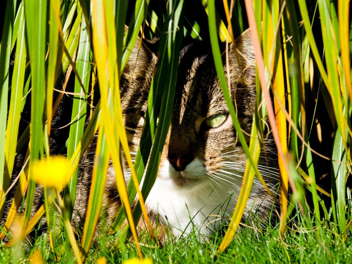 Обои трава, кот, кошка, осень, луг, растение, завод, осен, hidden, grass, cat, autumn, meadow, plant разрешение 4896x3264 Загрузить