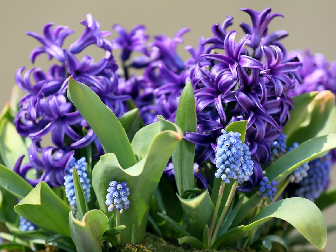 Обои цветы, макро, весна, гиацинт, мускари, flowers, macro, spring, hyacinth, muscari разрешение 3000x2000 Загрузить