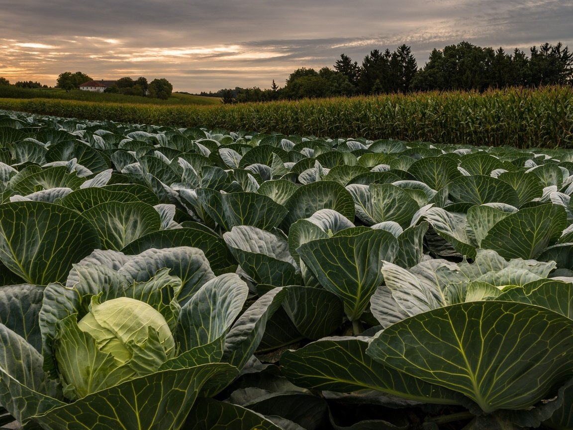 Обои небо, облака, деревья, вечер, поле, капуста, the sky, clouds, trees, the evening, field, cabbage разрешение 2048x1152 Загрузить