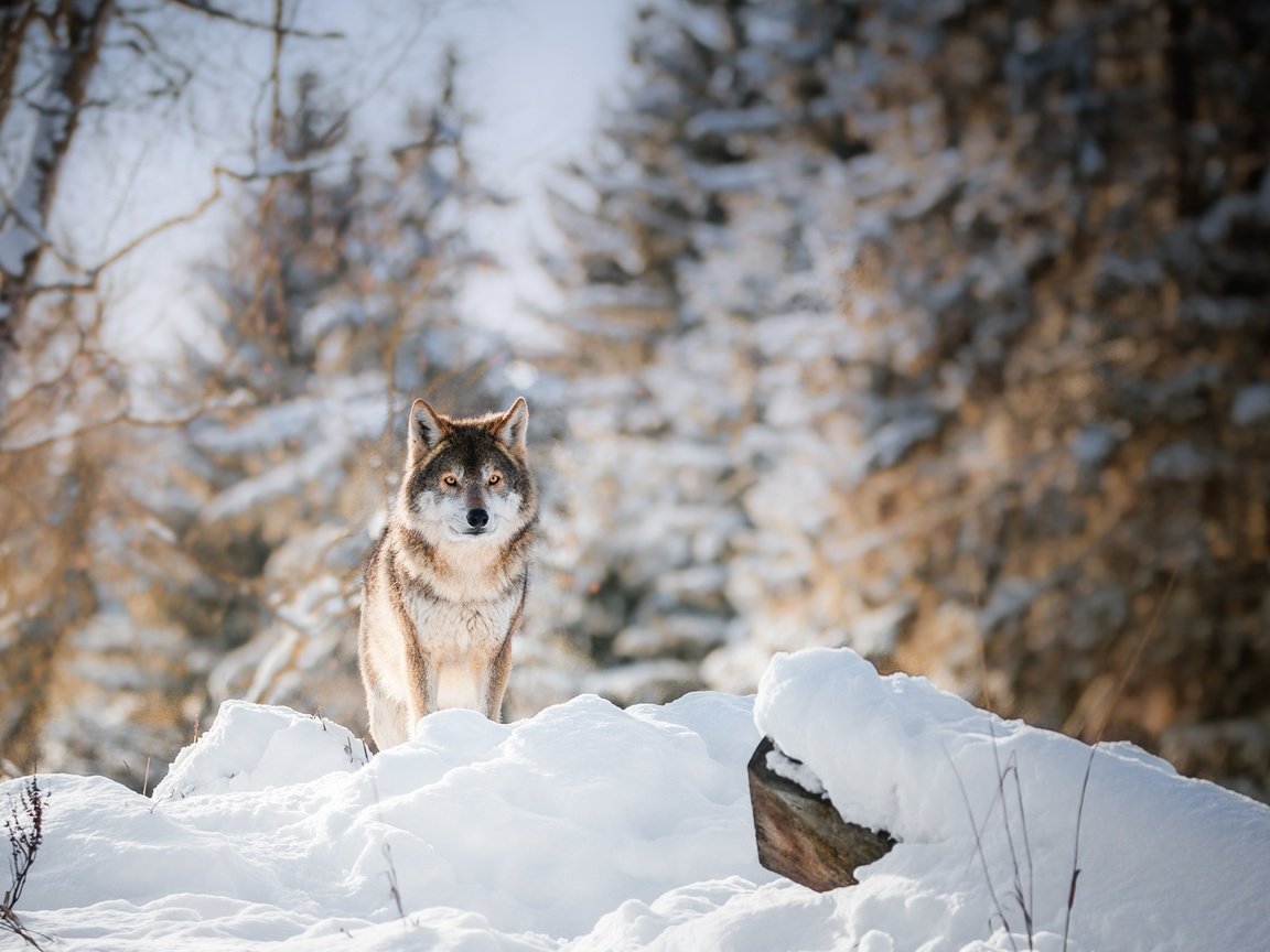 Обои глаза, морда, деревья, снег, лес, зима, взгляд, волк, eyes, face, trees, snow, forest, winter, look, wolf разрешение 1920x1100 Загрузить