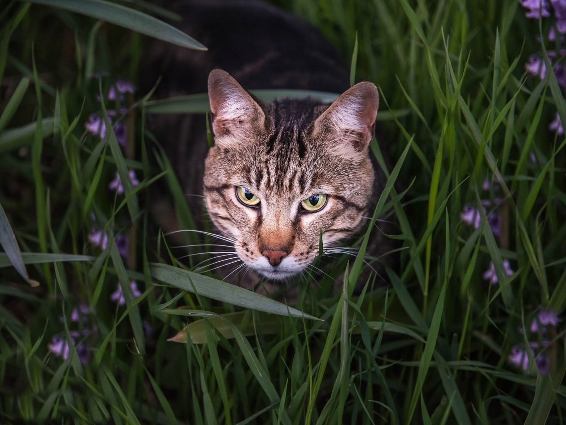 Обои глаза, морда, цветы, трава, кот, взгляд, бенгальская кошка, eyes, face, flowers, grass, cat, look, bengal cat разрешение 2048x1367 Загрузить