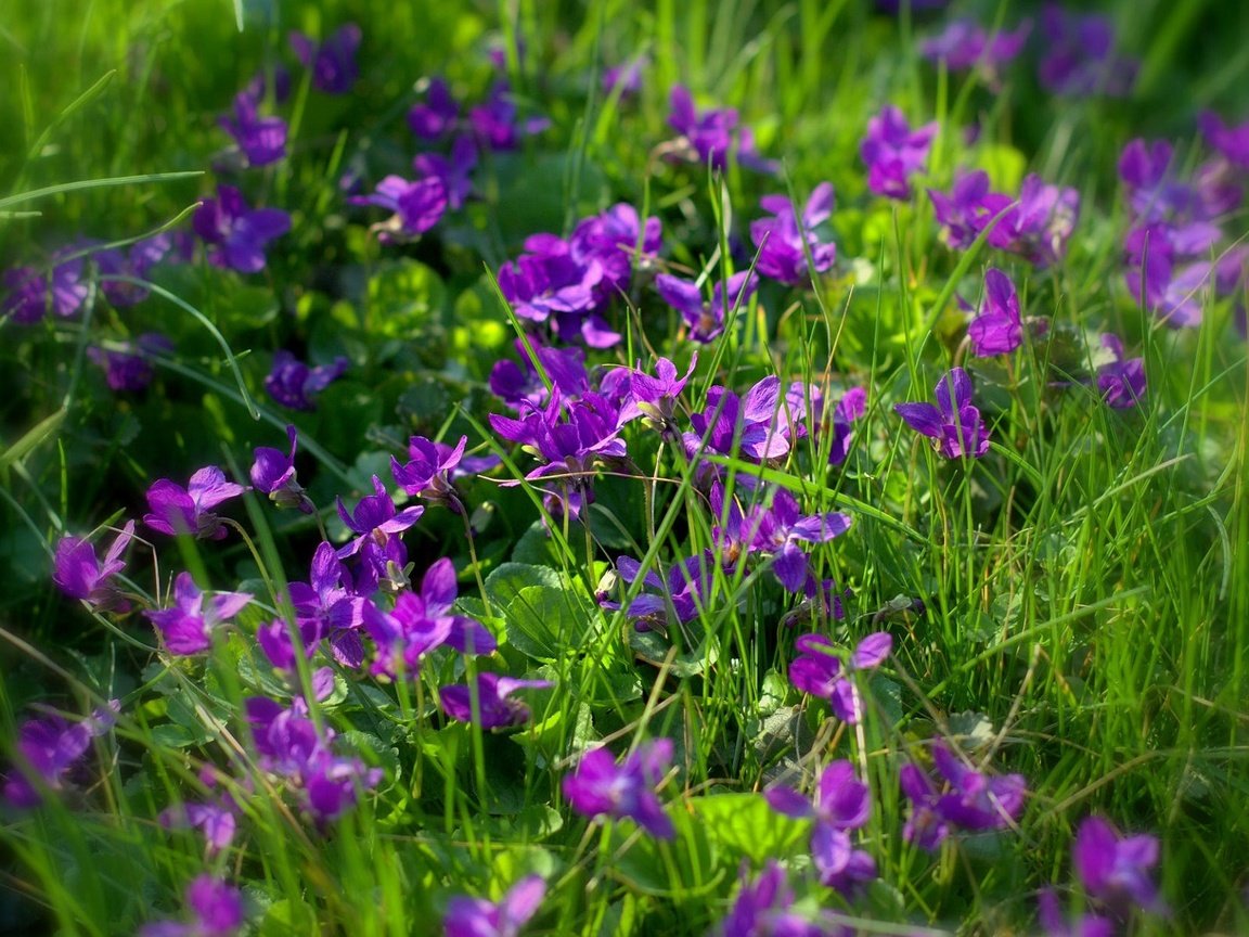 Обои цветы, трава, фиалки, фиолетовые цветы, sonata zemgulienе, flowers, grass, violet, purple flowers разрешение 1920x1200 Загрузить