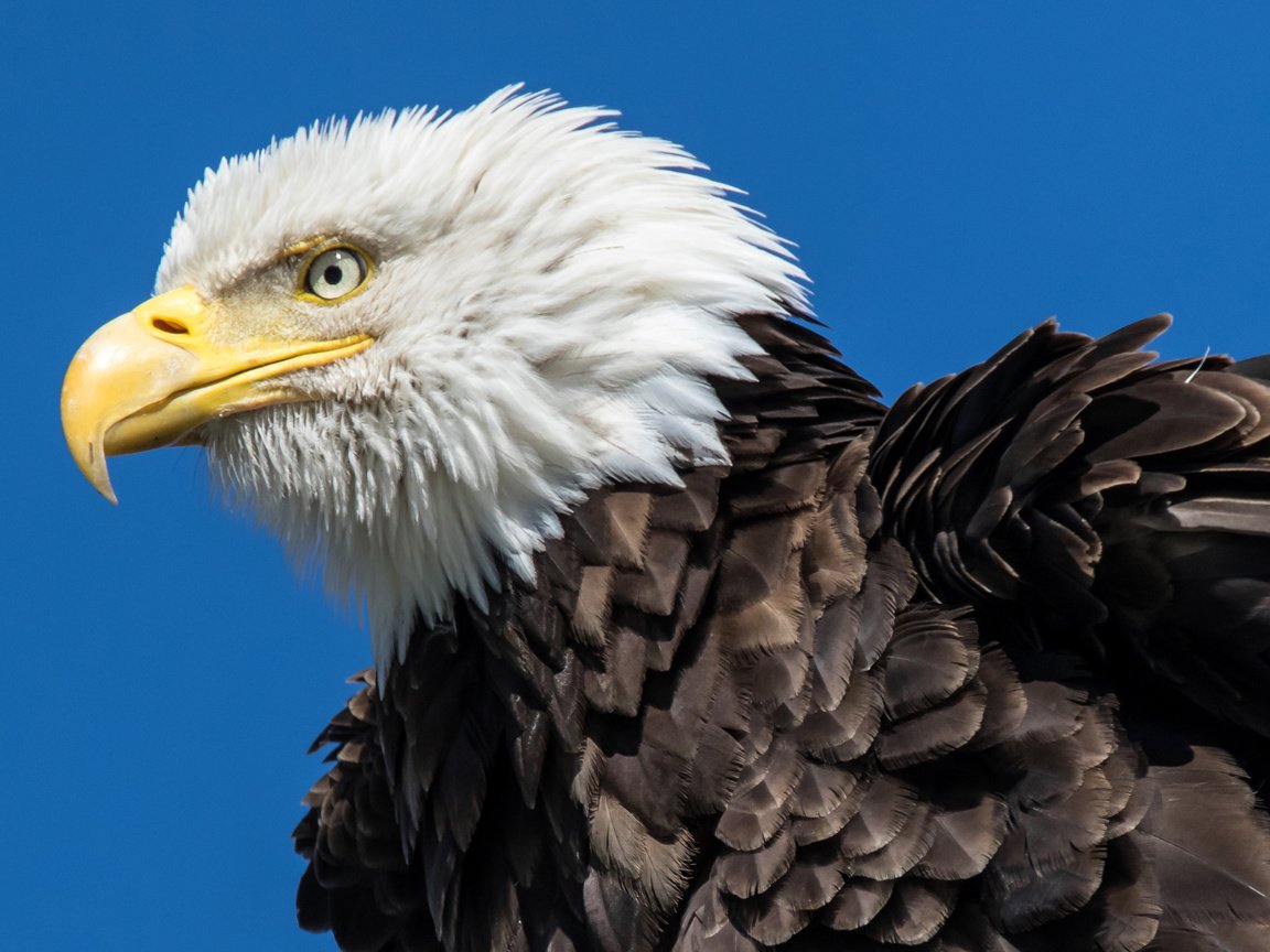 Обои орел, птица, орлан, белоголовый орлан, chuck babbitt, eagle, bird, orlan, bald eagle разрешение 2880x1800 Загрузить