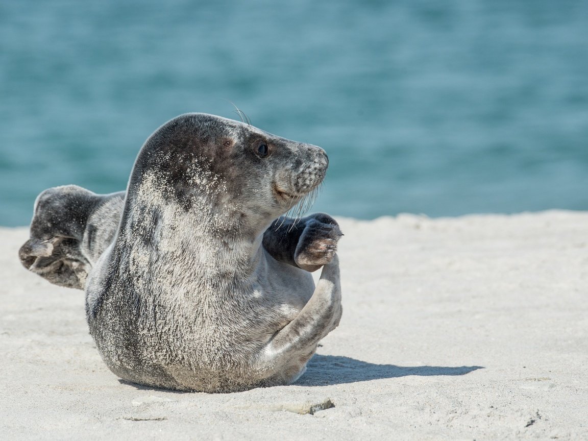 Обои тюлень, дикая природа, морской котик, ласты, seal, wildlife, navy seal, fins разрешение 1920x1281 Загрузить