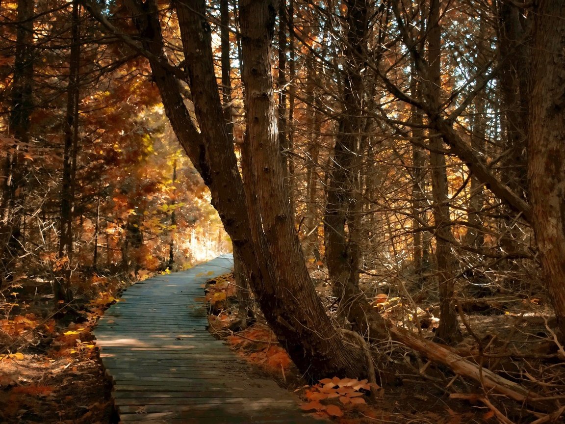 Обои дорога, деревья, природа, лес, осень, road, trees, nature, forest, autumn разрешение 1920x1200 Загрузить