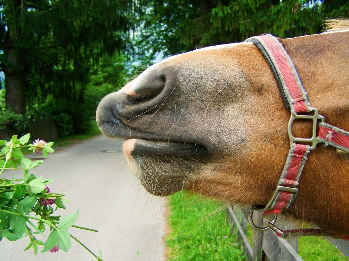 Обои лошадь, природа, конь, уздечка, horse, nature, bridle разрешение 3072x2304 Загрузить