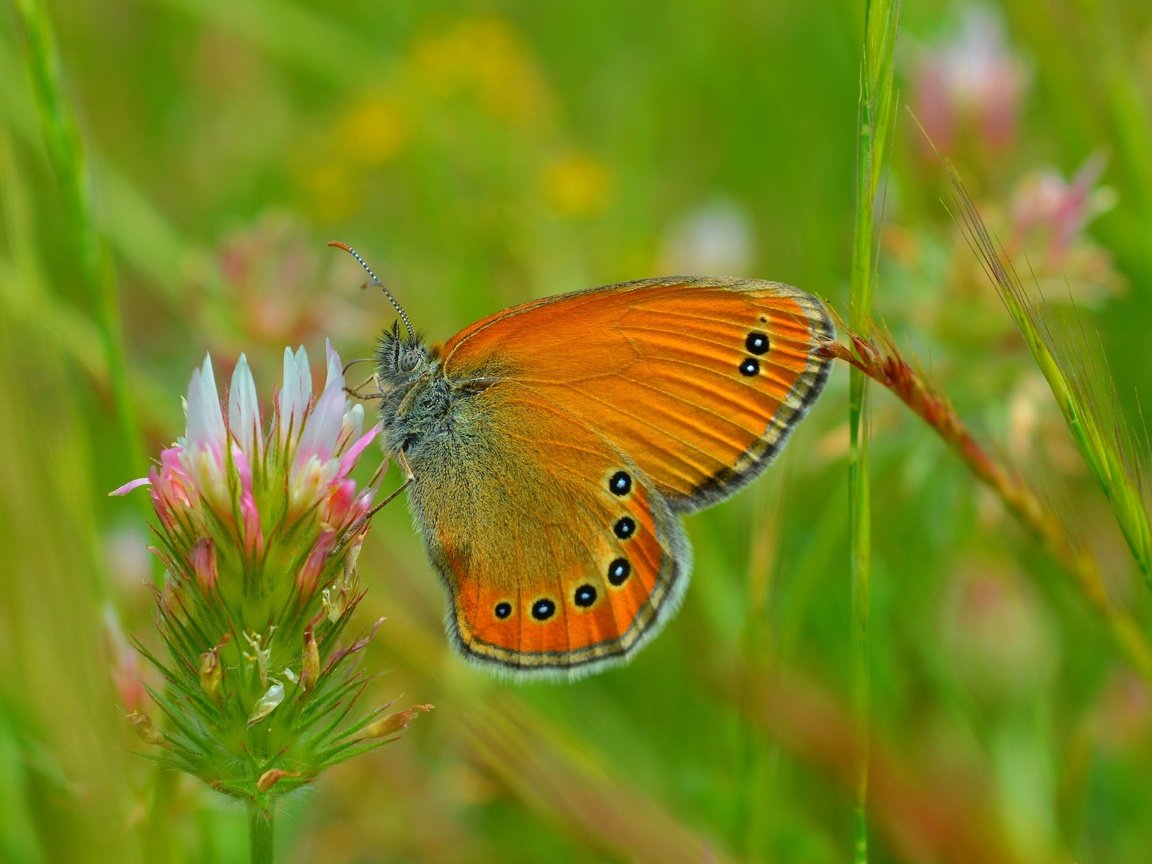 Обои цветы, трава, клевер, макро, насекомое, бабочка, крылья, flowers, grass, clover, macro, insect, butterfly, wings разрешение 3000x1857 Загрузить