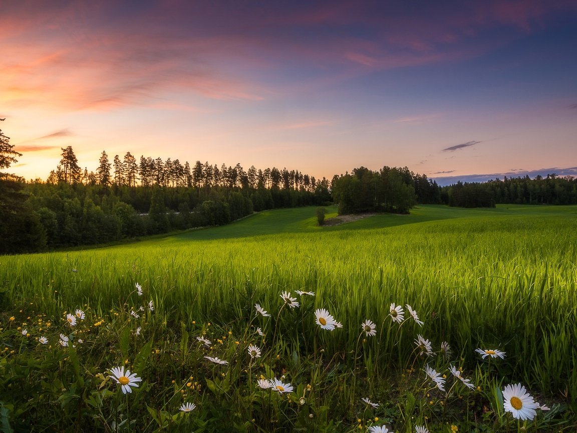 Обои цветы, трава, лето, луг, ромашки, финляндия, teisko, flowers, grass, summer, meadow, chamomile, finland разрешение 1920x1138 Загрузить