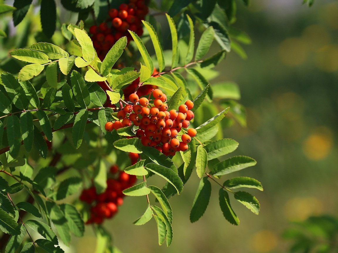 Обои зелень, листья, ветки, лето, ягоды, плоды, рябина, greens, leaves, branches, summer, berries, fruit, rowan разрешение 1920x1280 Загрузить