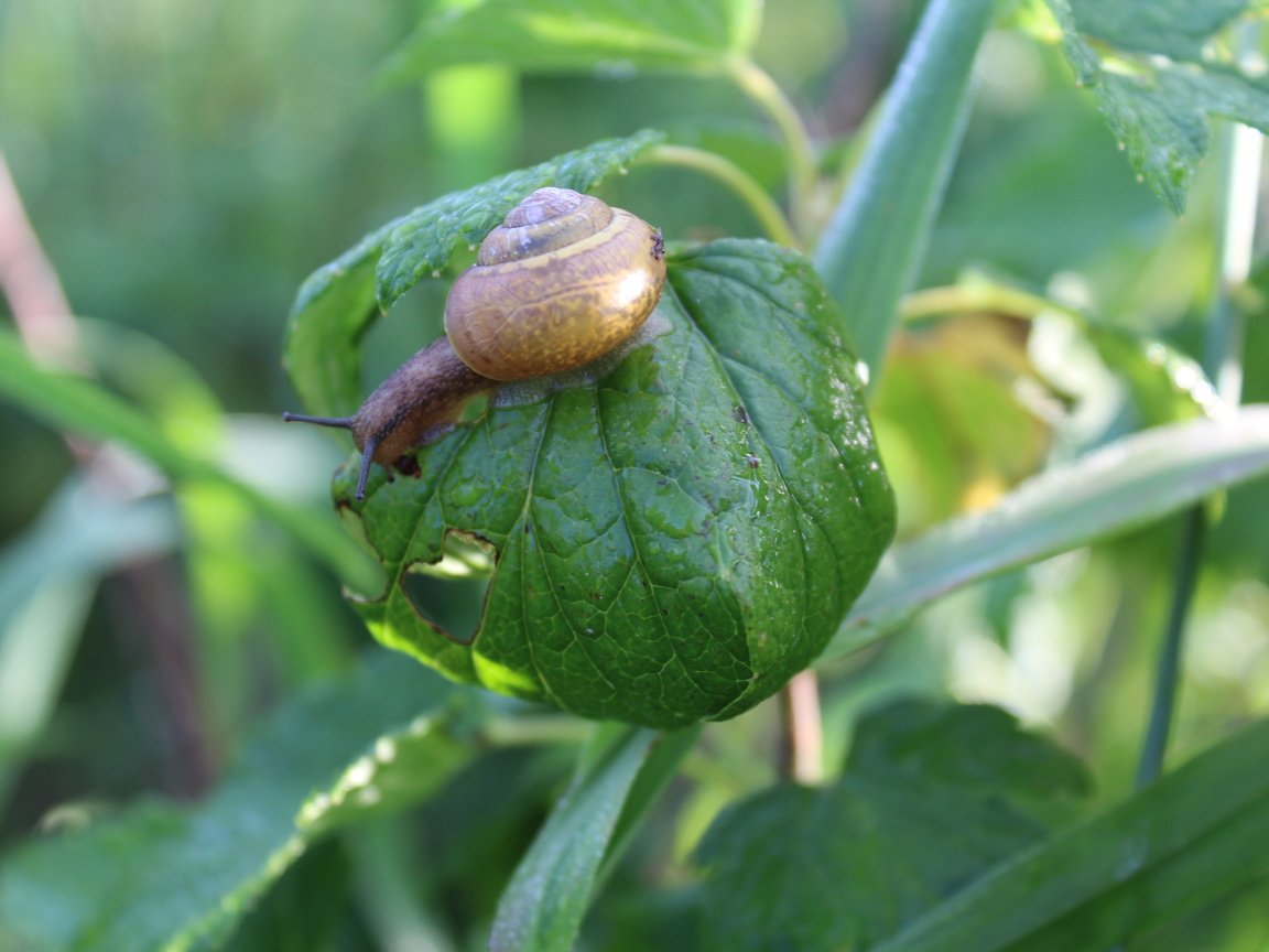 Обои природа, листья, лето, улитка, nature, leaves, summer, snail разрешение 5184x3456 Загрузить