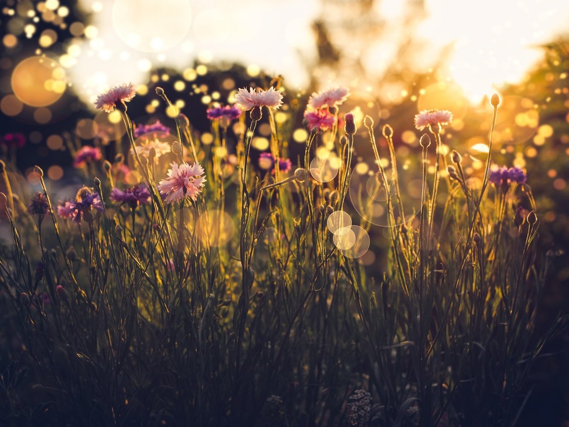 Обои свет, трава, лето, блики, васильки, полевые цветы, light, grass, summer, glare, cornflowers, wildflowers разрешение 2048x1365 Загрузить