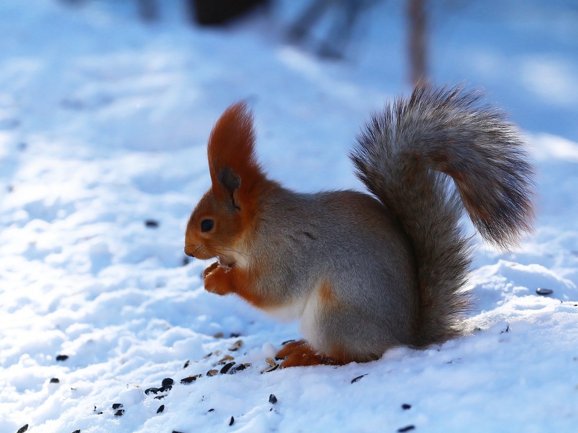 Обои снег, лес, зима, белка, зверек, семечки, белочка, грызун, snow, forest, winter, protein, animal, seeds, squirrel, rodent разрешение 1920x1280 Загрузить