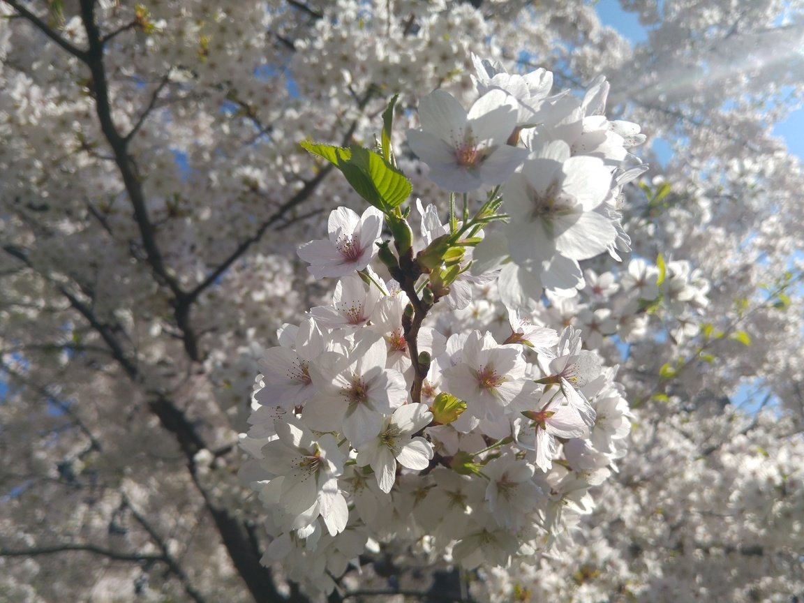 Обои дерево, цветение, ветки, весна, вишня, белые цветы, tree, flowering, branches, spring, cherry, white flowers разрешение 5312x2988 Загрузить