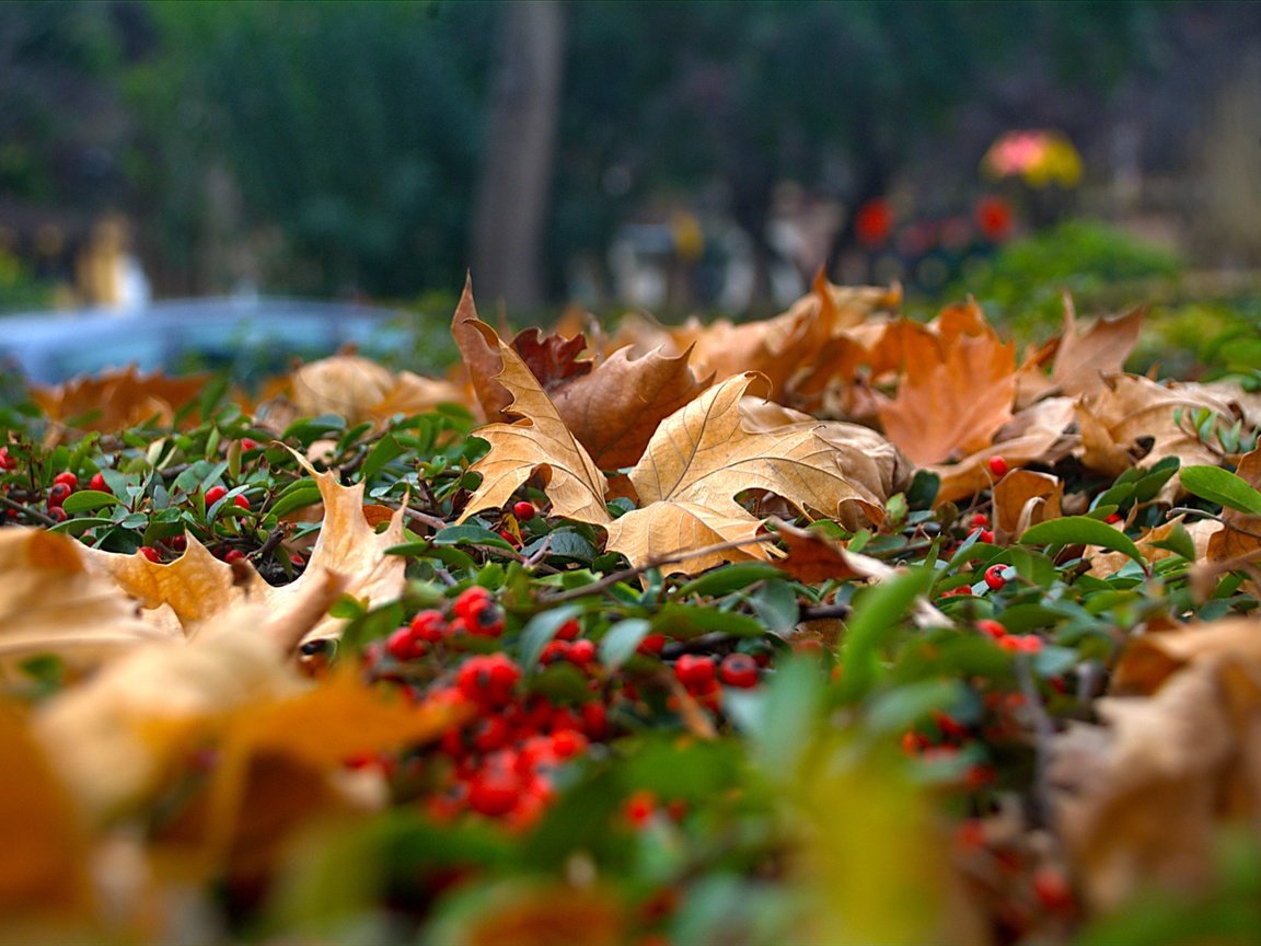 Обои природа, листья, ягода, осень, рябина, nature, leaves, berry, autumn, rowan разрешение 3030x2036 Загрузить