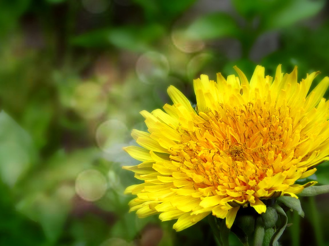 Обои цветы, природа, весна, одуванчик, flowers, nature, spring, dandelion разрешение 5152x2896 Загрузить