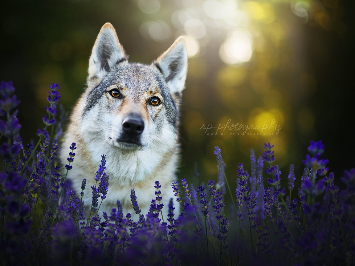Обои морда, цветы, лаванда, взгляд, собака, чехословацкая волчья собака, face, flowers, lavender, look, dog, the czechoslovakian wolfdog разрешение 2048x1284 Загрузить