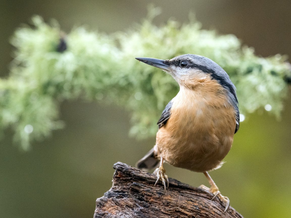 Обои птица, коряга, боке, поползень, bird, snag, bokeh, nuthatch разрешение 2112x1188 Загрузить