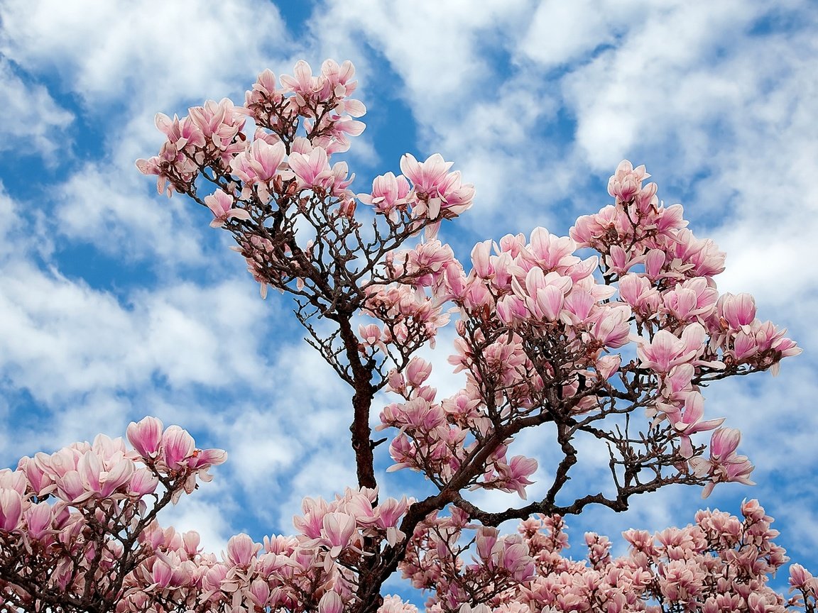 Обои небо, цветы, облака, природа, дерево, ветки, сакура, магнолия, the sky, flowers, clouds, nature, tree, branches, sakura, magnolia разрешение 1920x1200 Загрузить