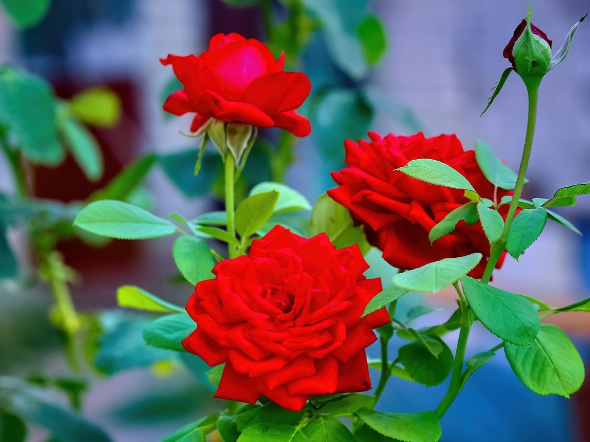 Обои цветы, розы, красные, flowers, roses, red разрешение 5184x3456 Загрузить