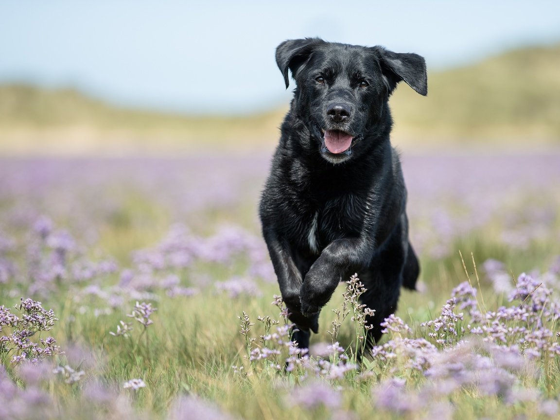 Обои цветы, собака, луг, прогулка, боке, лабрадор-ретривер, flowers, dog, meadow, walk, bokeh, labrador retriever разрешение 2048x1365 Загрузить