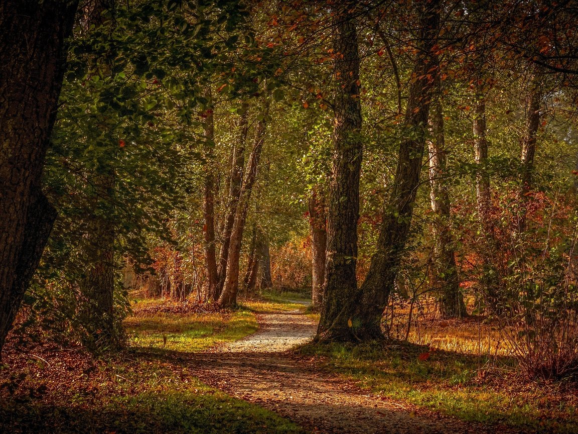 Обои деревья, лес, парк, листва, осень, тропинка, trees, forest, park, foliage, autumn, path разрешение 3840x2160 Загрузить