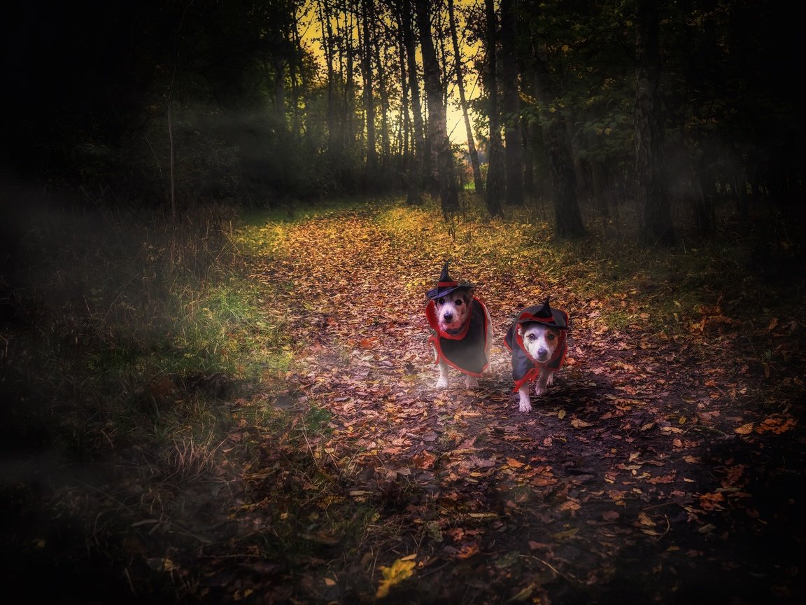 Обои лес, собаки, хеллоуин, forest, dogs, halloween разрешение 3840x2160 Загрузить