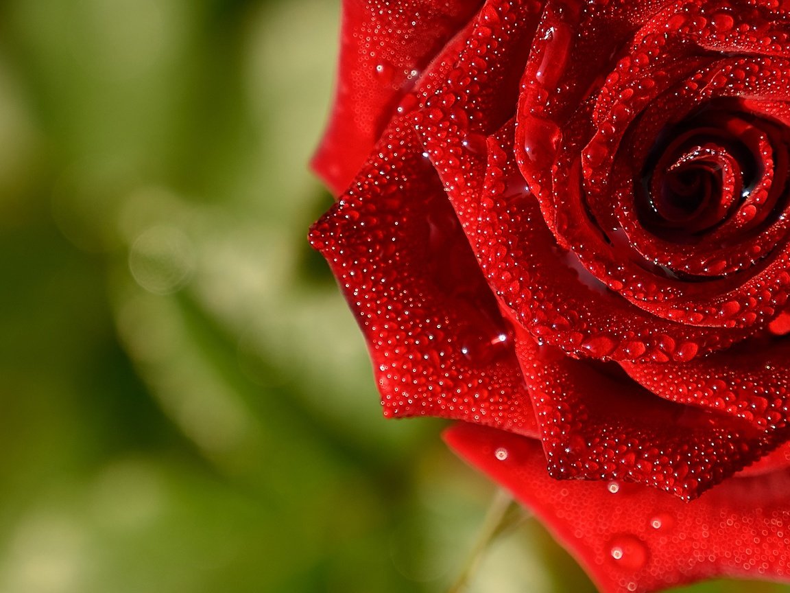 Обои макро, капли, роза, красная, macro, drops, rose, red разрешение 2560x1705 Загрузить