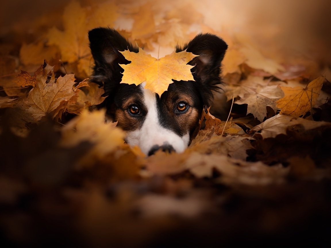 Обои морда, взгляд, осень, собака, листик, опавшие листья, face, look, autumn, dog, leaf, fallen leaves разрешение 2048x1363 Загрузить