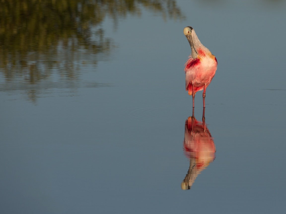 Обои вода, отражение, водоем, птица, розовая колпица, water, reflection, pond, bird, roseate spoonbill разрешение 4096x2970 Загрузить