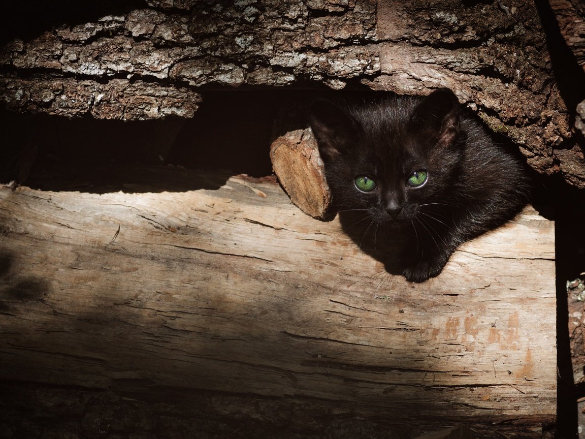 Обои дерево, бревно, кошка, выглядывает, взгляд, котенок, черный, мордашка, зеленые глаза, кора, tree, log, cat, peeps, look, kitty, black, face, green eyes, bark разрешение 3840x2160 Загрузить