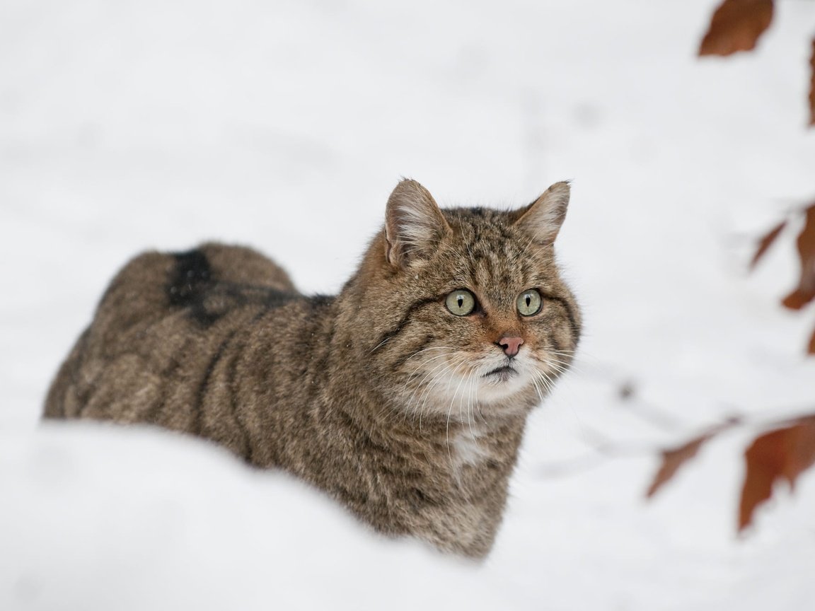 Обои морда, снег, листья, зима, кот, кошка, боке, дикий кот, лесной кот, wildcat, face, snow, leaves, winter, cat, bokeh, wild cat разрешение 2000x1329 Загрузить