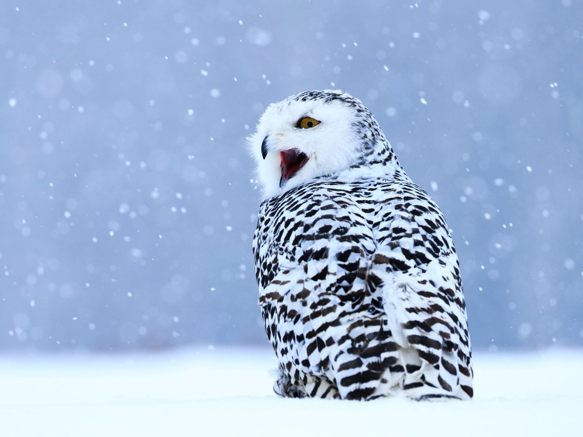 Обои сова, снегопад, снег, полярная сова, зима, пёстрая, взгляд, птица, клюв, голубой фон, крик, owl, snowfall, snow, snowy owl, motley, winter, look, bird, beak, blue background, creek разрешение 4876x3641 Загрузить
