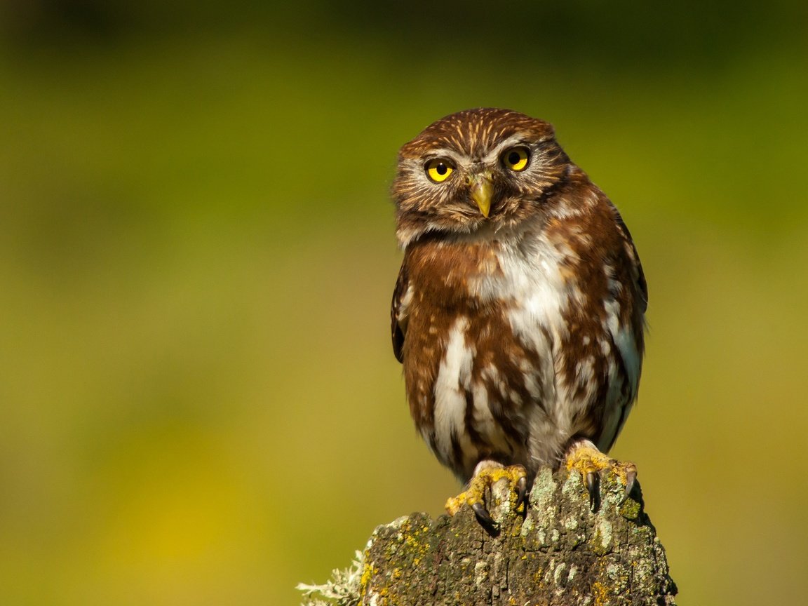 Обои сова, взгляд, птица, зеленый фон, пень, сыч, owl, look, bird, green background, stump разрешение 2880x1928 Загрузить