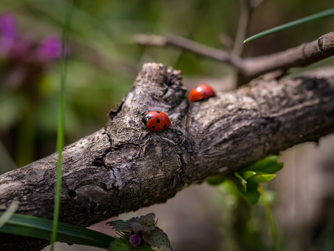 Обои ветка, божьи коровки, божья коровка, жуки, боке, branch, ladybugs, ladybug, bugs, bokeh разрешение 5472x3338 Загрузить