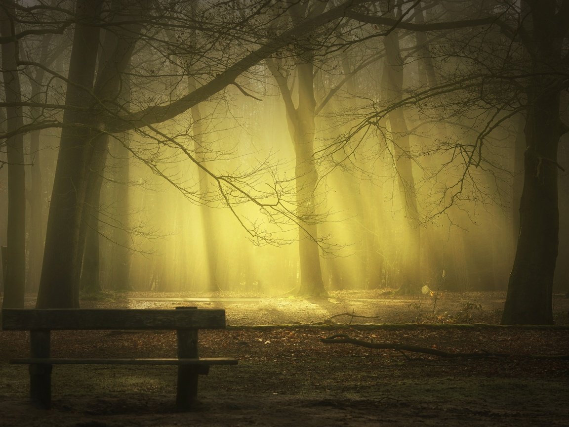 Обои деревья, лучи, парк, туман, стволы, скамейка, saskia dingemans, trees, rays, park, fog, trunks, bench разрешение 2499x1406 Загрузить